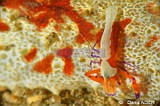 Periclimenes imperator-Wakatobi Pasar wajo Beach-19m-20180602-Denis-ADER-DSC_3164_tn